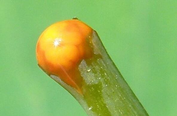 vlastnosti celandínu pri liečbe papilómov