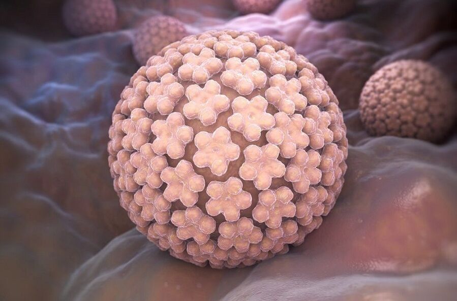 ľudský papilomavírus spôsobujúci bradavice